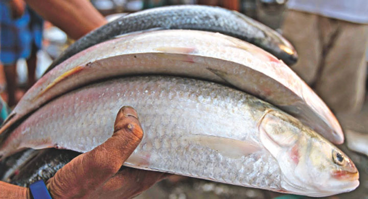 চাঁদপুরে ইলিশের দাম আকাশছোঁয়া