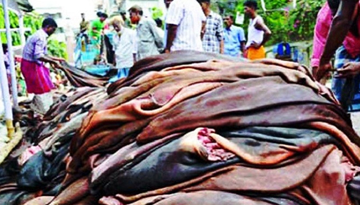 ৬ কোম্পানিকে কাঁচা চামড়া ও ওয়েট ব্লু রপ্তানির অনুমতি দিচ্ছে সরকার