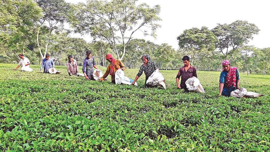 সমতল ভূমি চা চাষের জন্য অত্যন্ত সম্ভাবনাময়