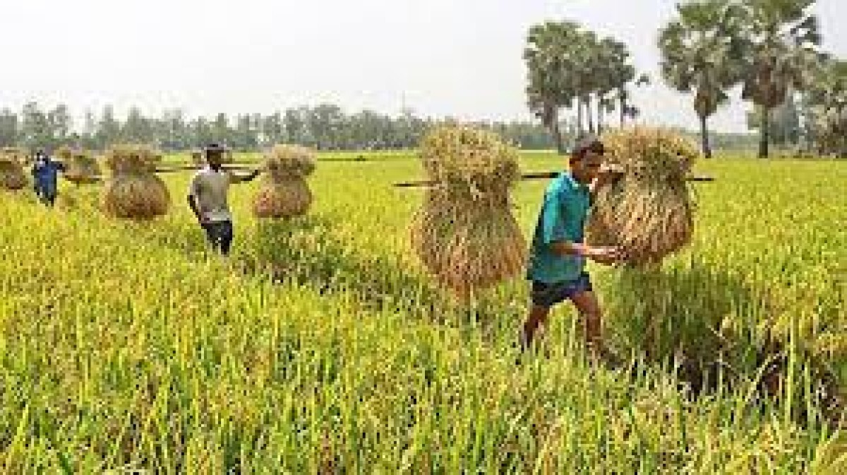 এক বছরে কৃষি খাতে খেলাপি ঋণ বেড়েছে ৪৩১ কোটি টাকা